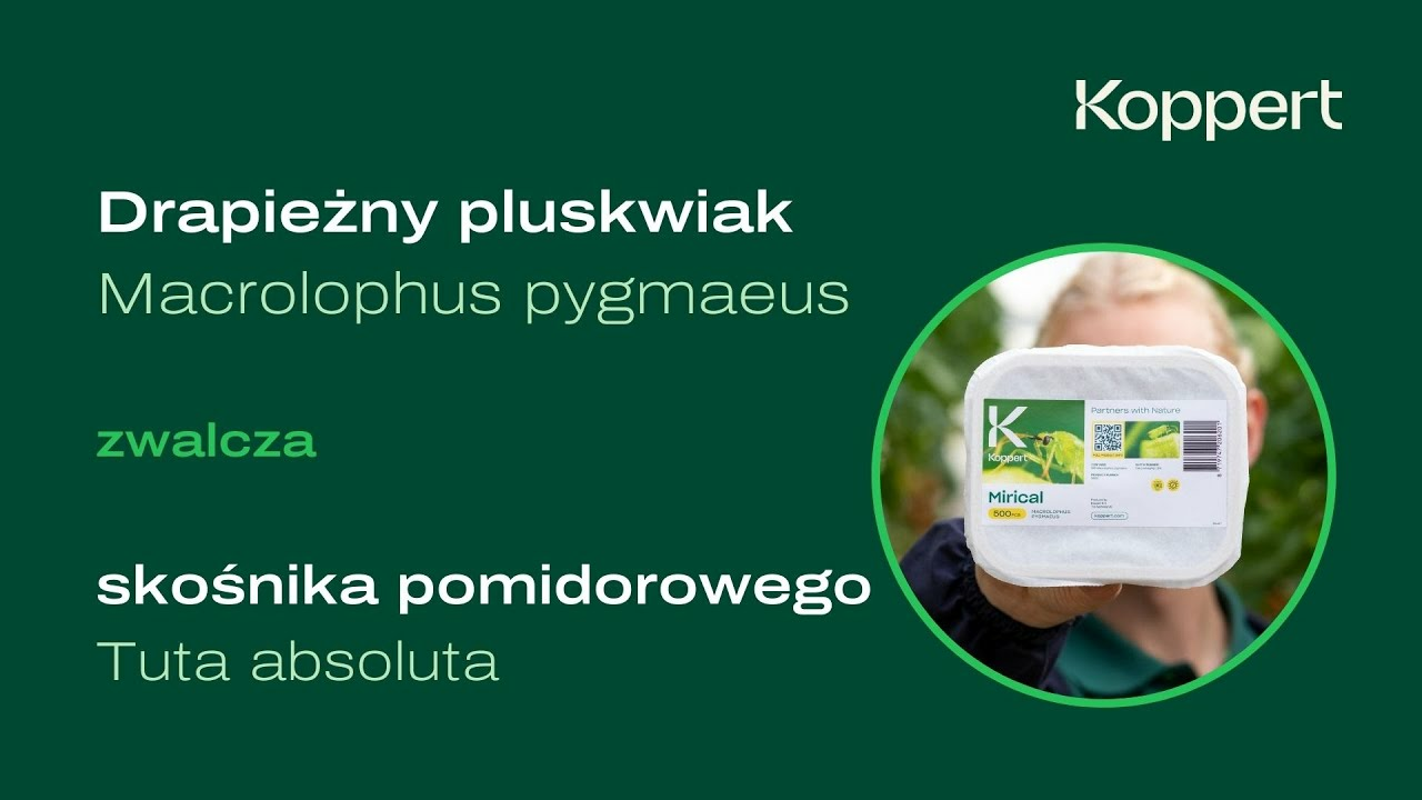 Zwalczanie skośnika pomidorowego | Mirical | Macrolophus pygmaeus | Koppert Polska