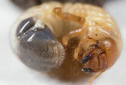 Ogrodnica niszczylistka