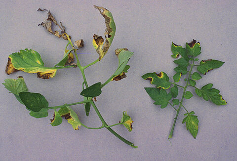 Rak bakteryjny pomidora