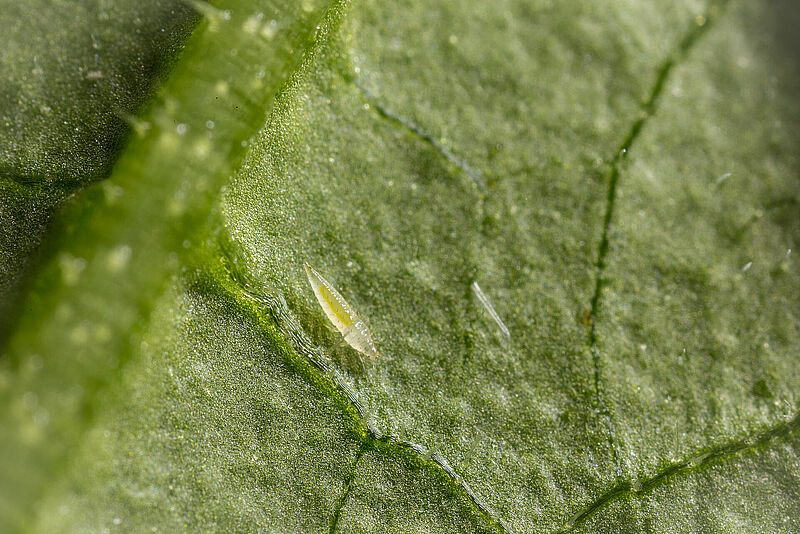 Frankliniella_occidentalis_Koppert_BIological_Systems-8.jpg