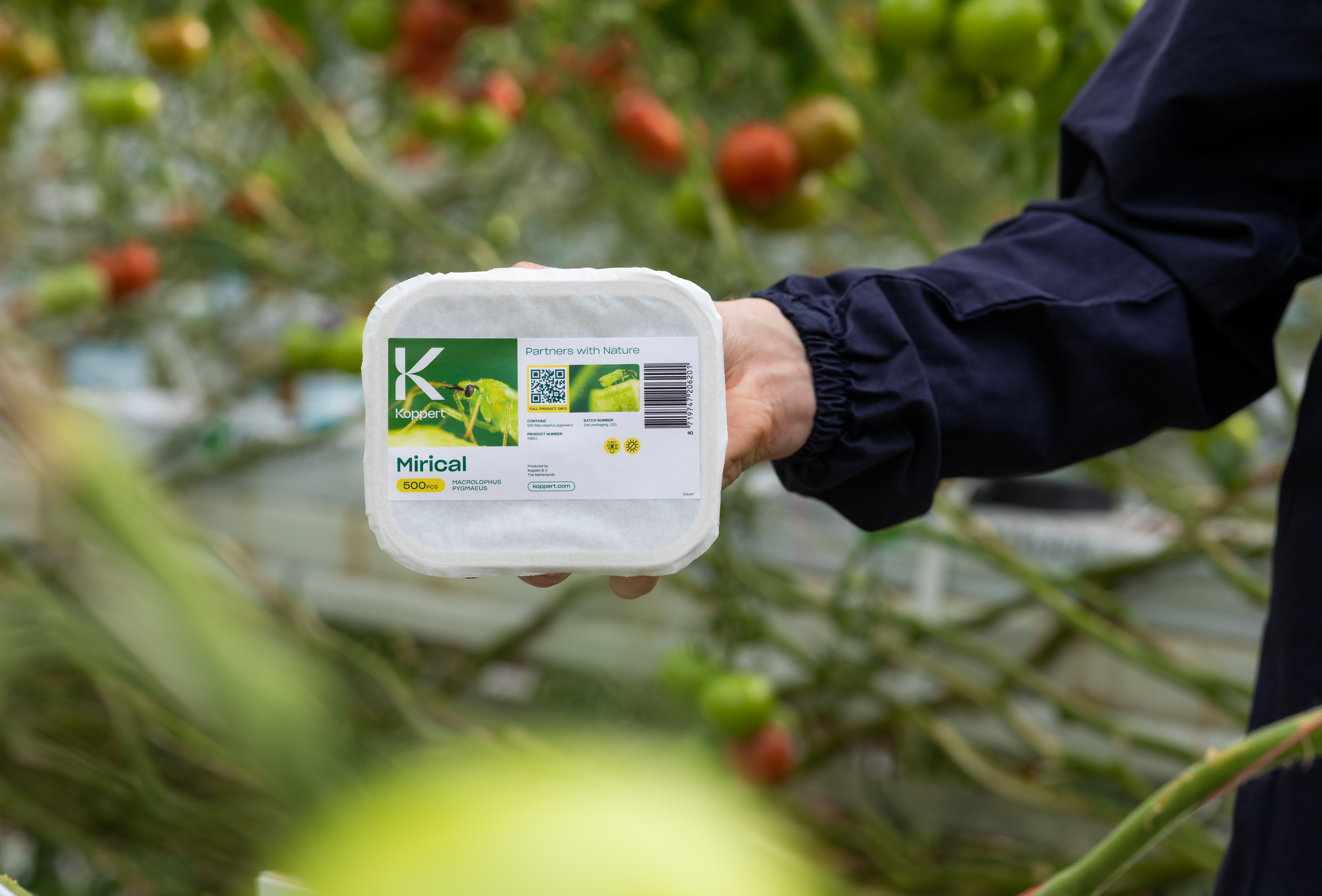 Mirical - skuteczna kontrola i zwalczanie mączlika