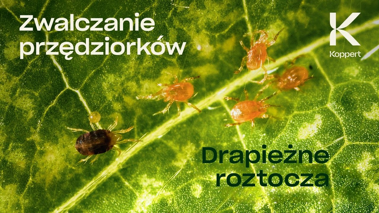 Jak zwalczyć przędziorki? Za pomocą drapieżnych roztoczy! | Koppert Polska