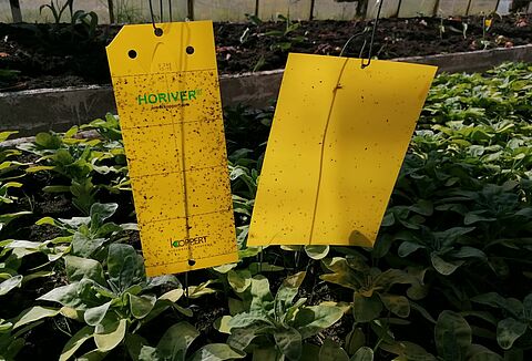 Żółte tablice lepowe Koppert - najskuteczniejsze na rynku!