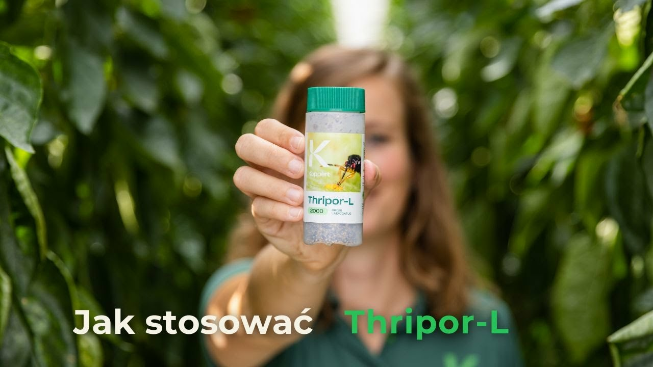 Jak stosować produkt Thripor-L | Koppert Polska
