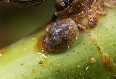 Misecznik cytrusowiec