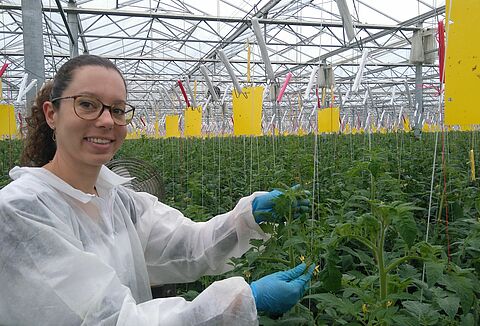 Nicienie ustanowiły rozwiązanie dla Nesidiocoris we Francji
