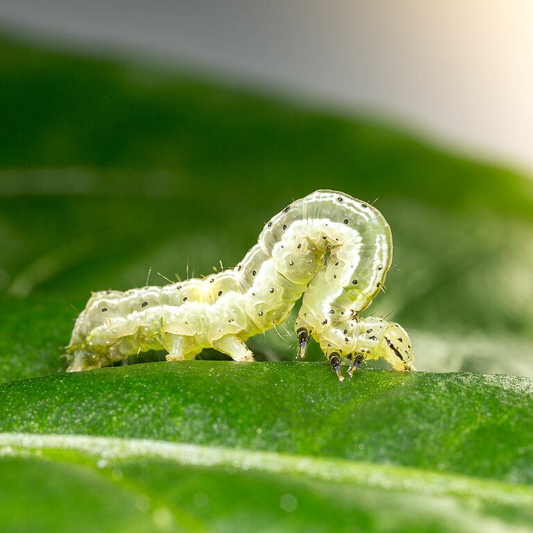Golden twin-spot moth Chrysodeixis chalcites Larva
