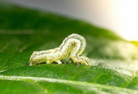 Błyszczka Chrysodeixis chalcites