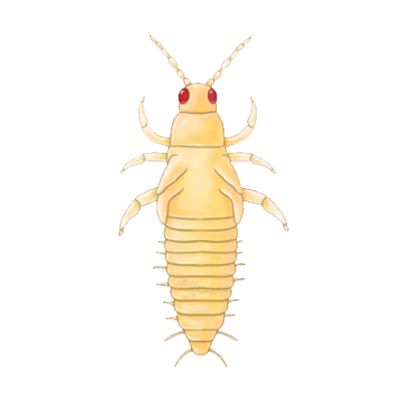 Frankliniella occidentalis prepupa