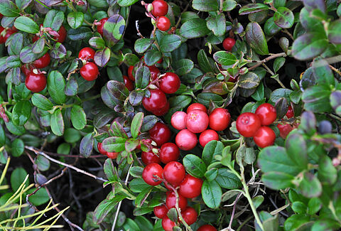 Żurawina wielkoowocowa