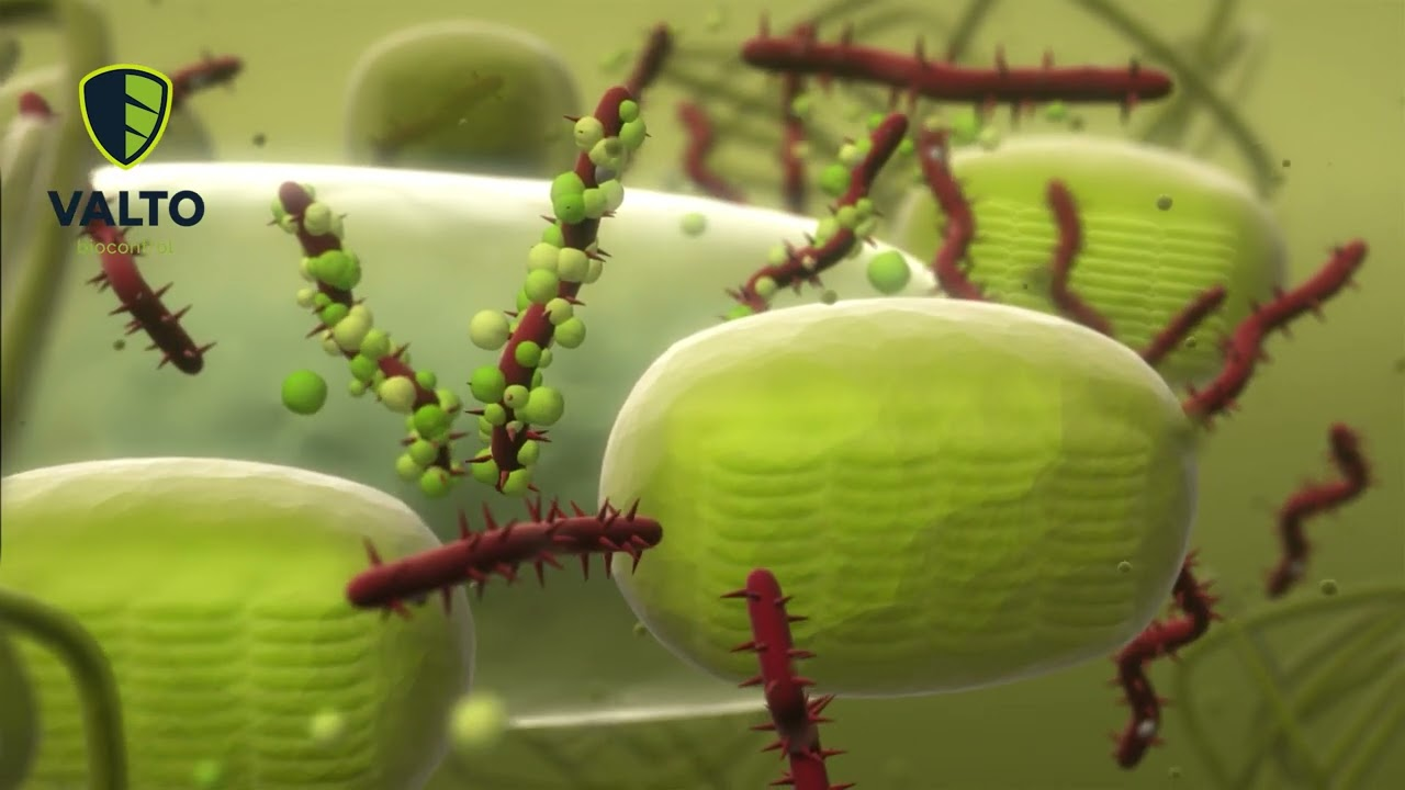 V10 | Rozwiązanie przeciwko PepMV | Valto biocontrol