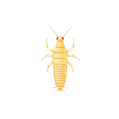 Frankliniella occidentalis larva