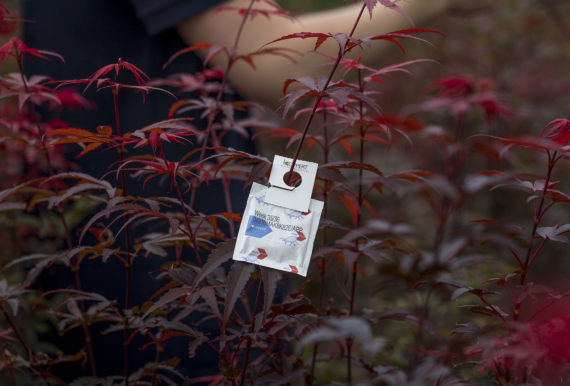 Nowa formuła spical-plus