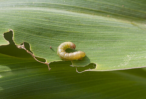 Fall Armyworm