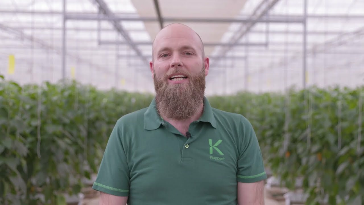 Cyfrowy asystent nagrodzony GreenTech Concept Award za innowację | Koppert Polska