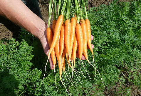 Zwalczanie Pythium w uprawie marchwi