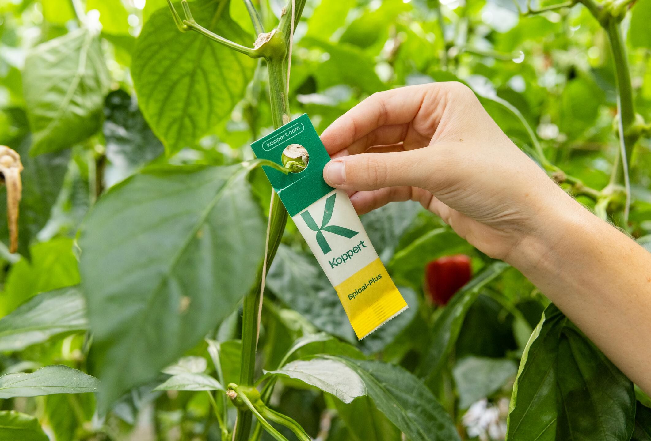 Zwalczanie wciornastków i przędziorków w uprawie papryki