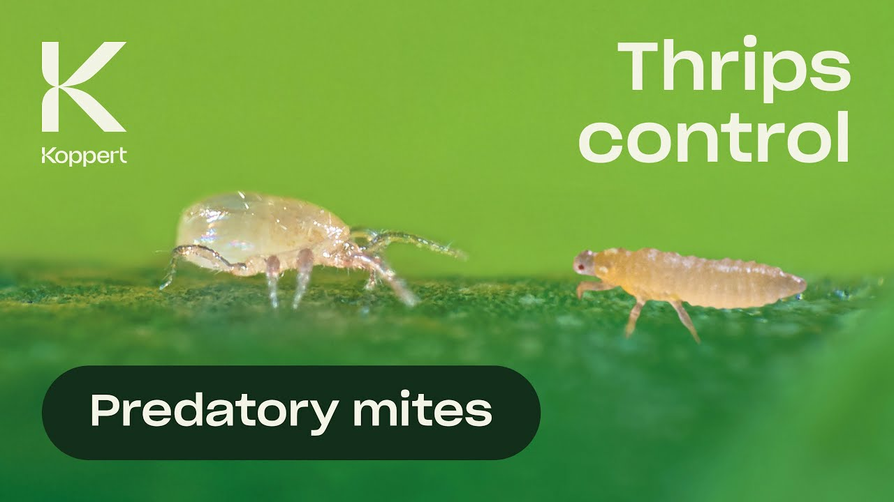 Biological control of thrips - Neoseiulus cucumeris Biological control of thrips - Neoseiulus cucumeris