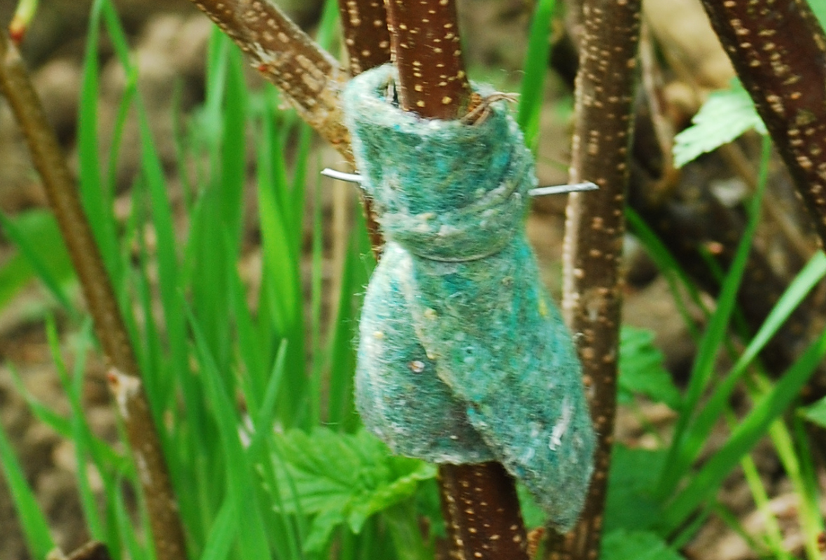 Dobroczynek gruszowy naturalnym sposobem na szpeciele i przędziorki w sadach i winnicach