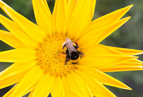 Jak chronić trzmiele przed upałem