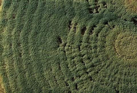 TRIANUM - biofungicyd nie dający chorobom grzybowym żadnych szans