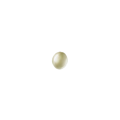 Vine weevil Otiorhynchus sulcatus egg