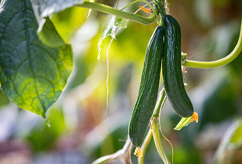 Seminarium ogórkowe online