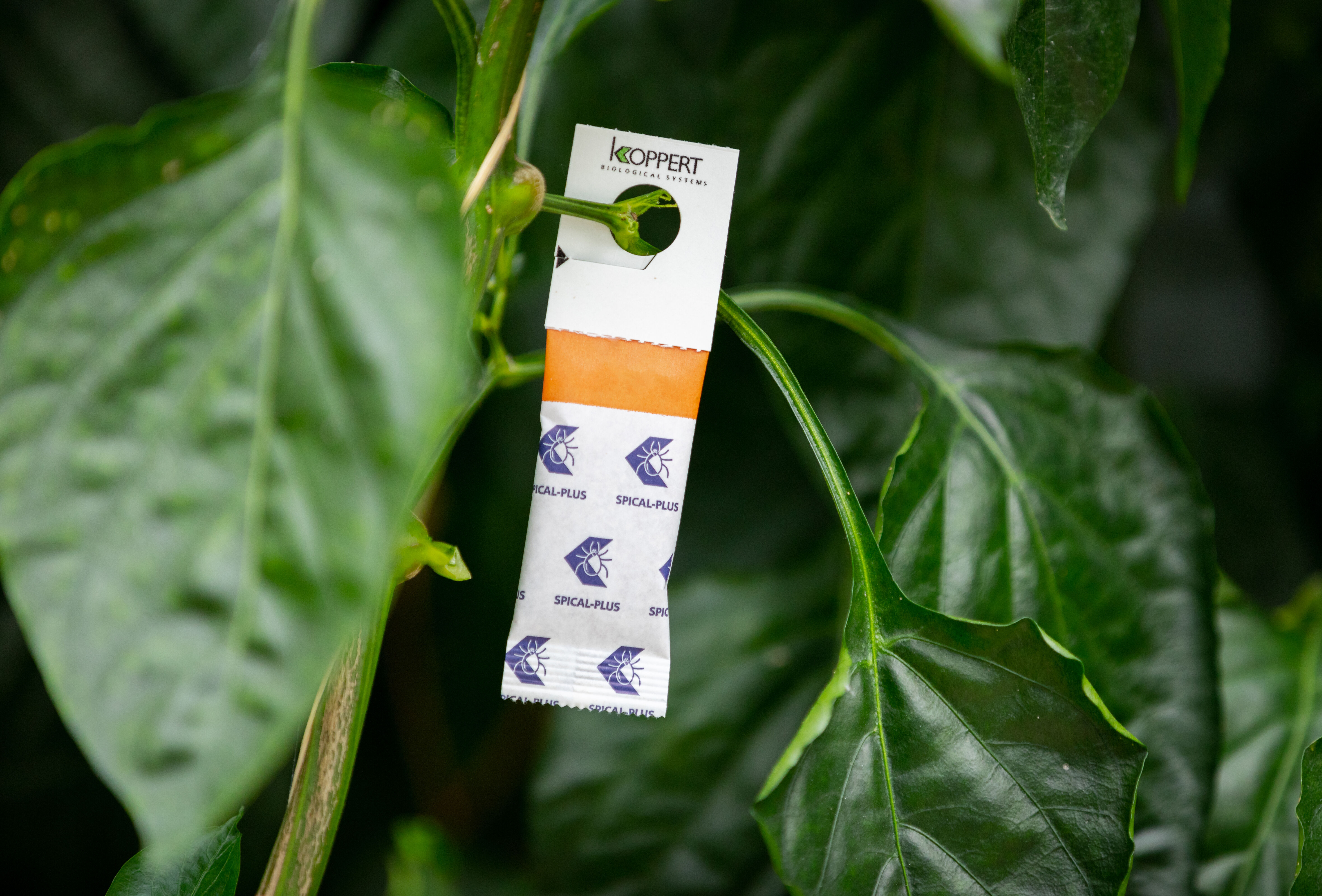 Nowy wygląd saszetek Spical-Plus