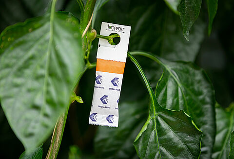 Nowy wygląd saszetek Spical-Plus