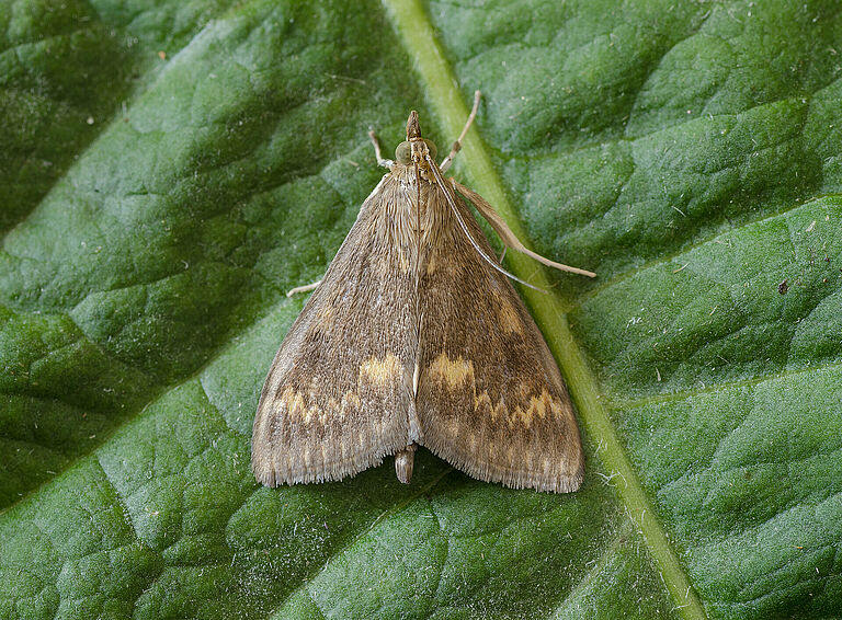 The European maize borer Ostrinia nubilalis