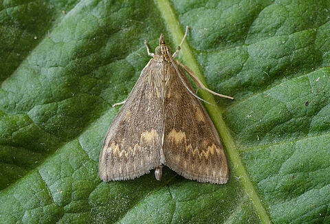 Omacnica prosowianka