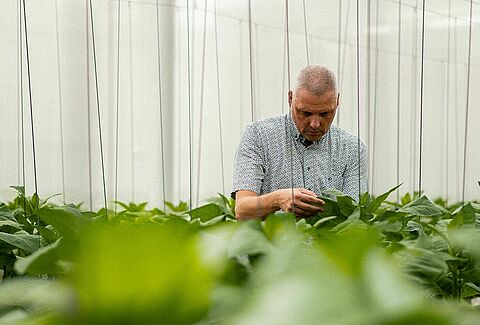 Pionier wśród drapieżnych roztoczy - historia podróży przez innowacje w biologicznej ochronie upraw