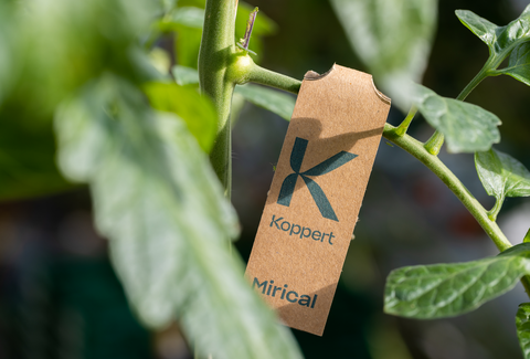 Mirical - skuteczna kontrola populacji mączlika dzięki innowacyjnemu systemowi rozprzestrzeniania
