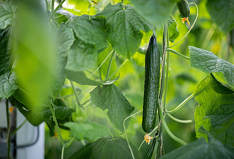 Seminarium ogórkowe online - nagranie webinaru