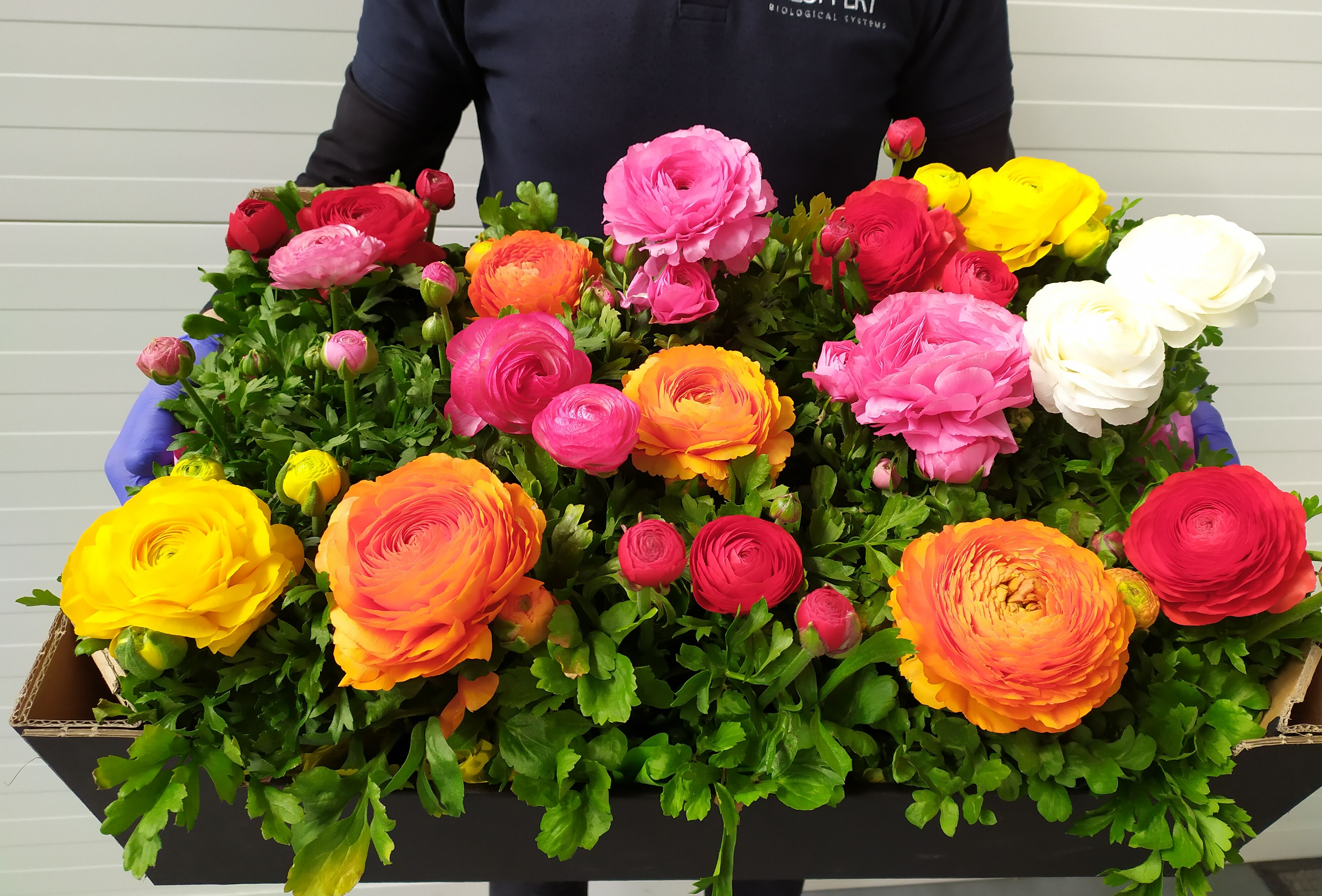 Koppert wspiera po raz kolejny!