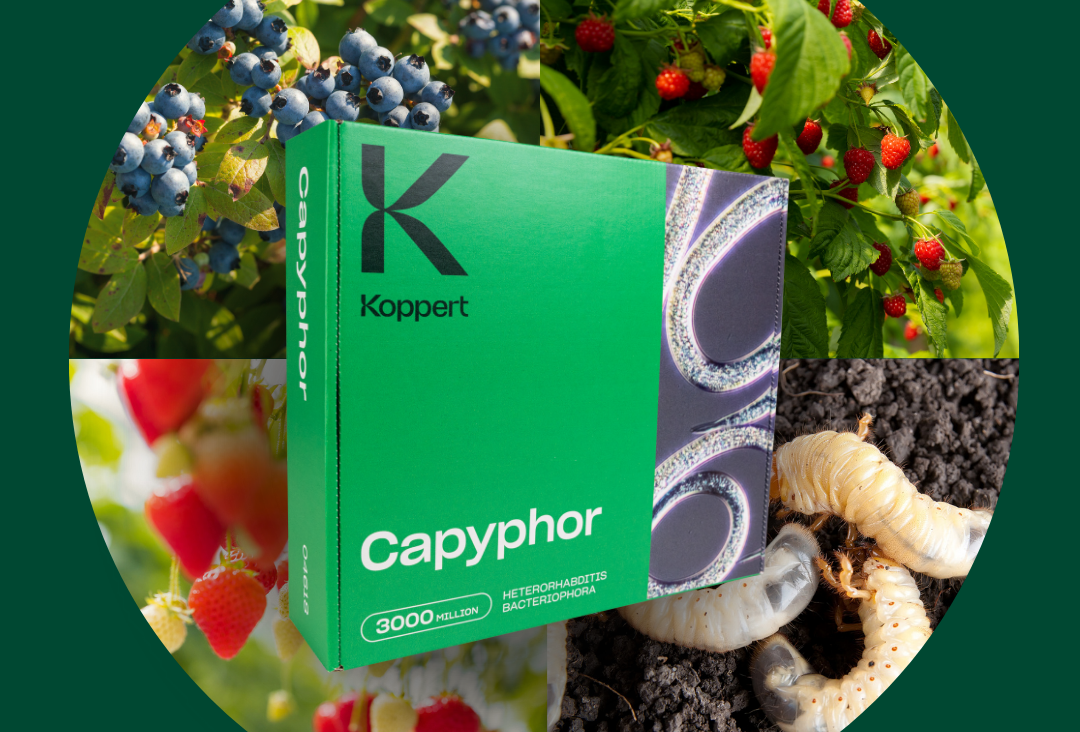 Capyphor nowym rozwiązaniem do zwalczania pędraków i opuchlaków w uprawach polowych