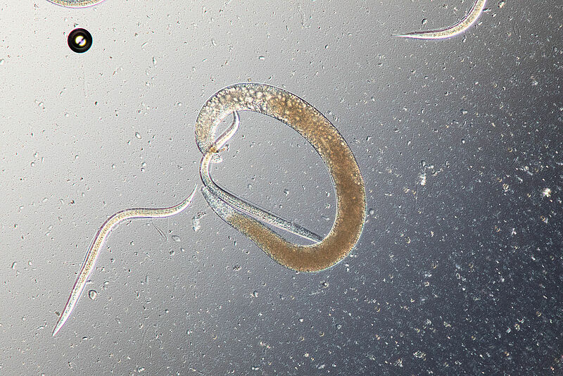 Steinernema carpocapsae