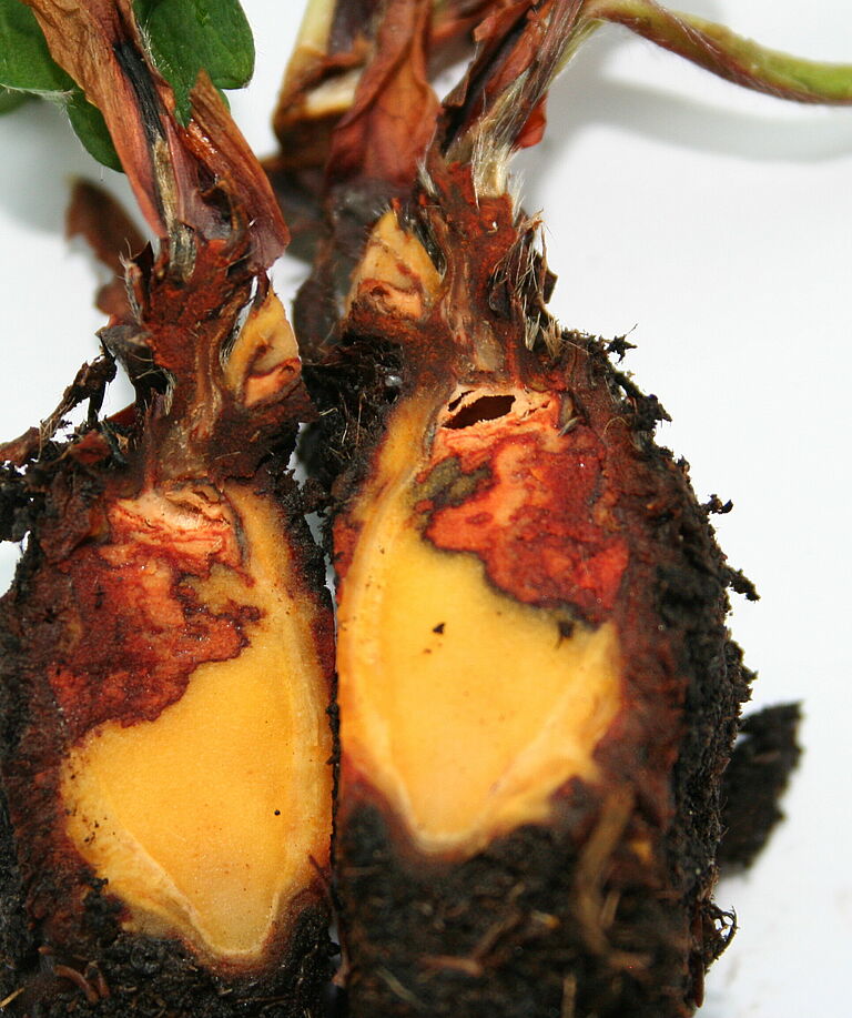 Strawberry roots infected with Pestalotiopsis clavispora