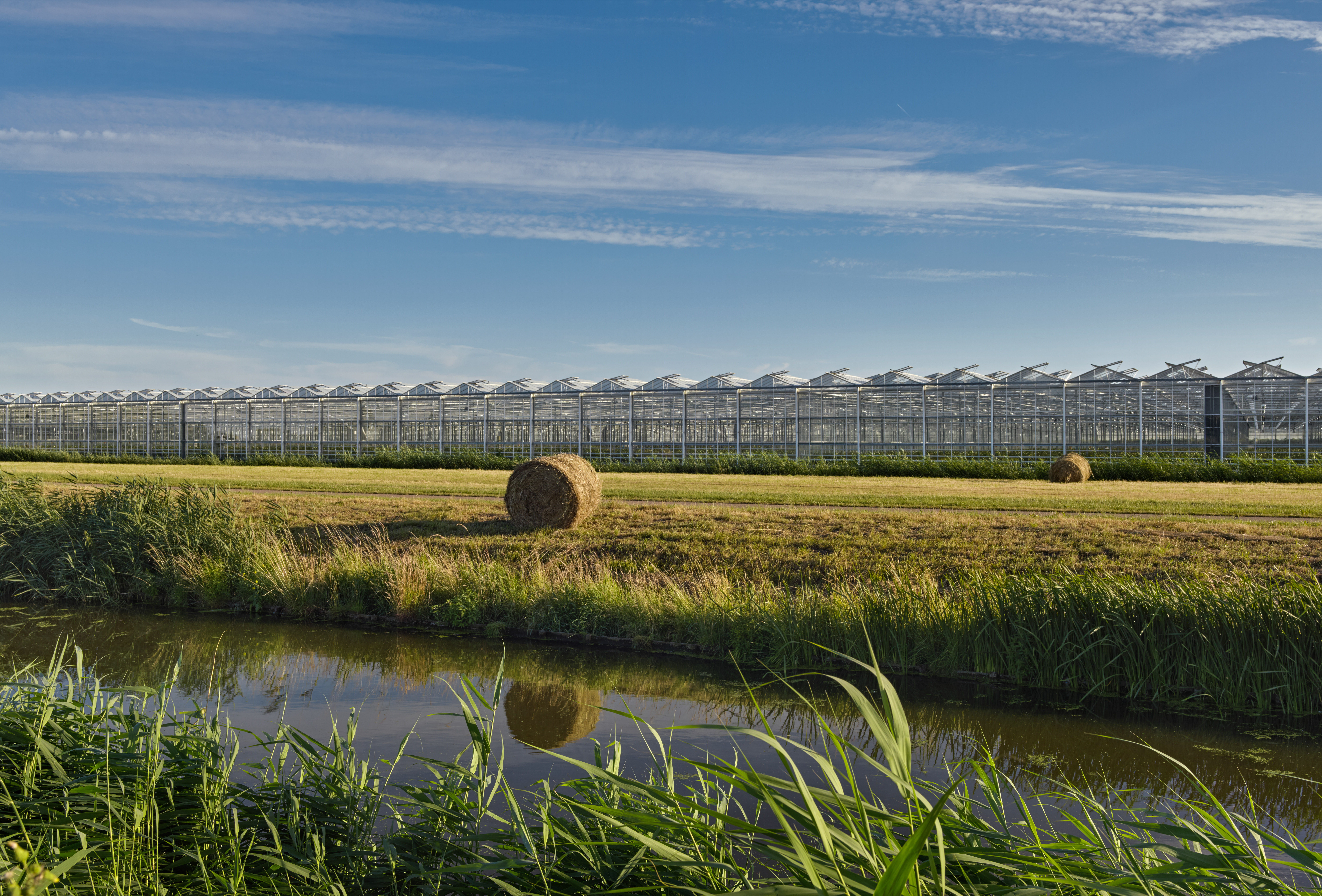 „Rozwiązania biologiczne oferują wiele korzyści” - Martin Koppert