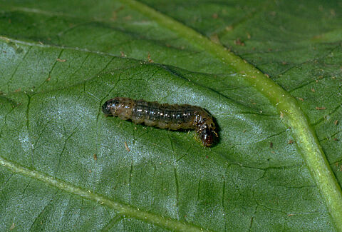 Ćma Duponchelia fovealis