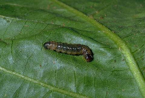 Ćma Duponchelia fovealis