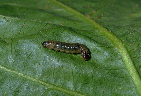 Ćma Duponchelia fovealis