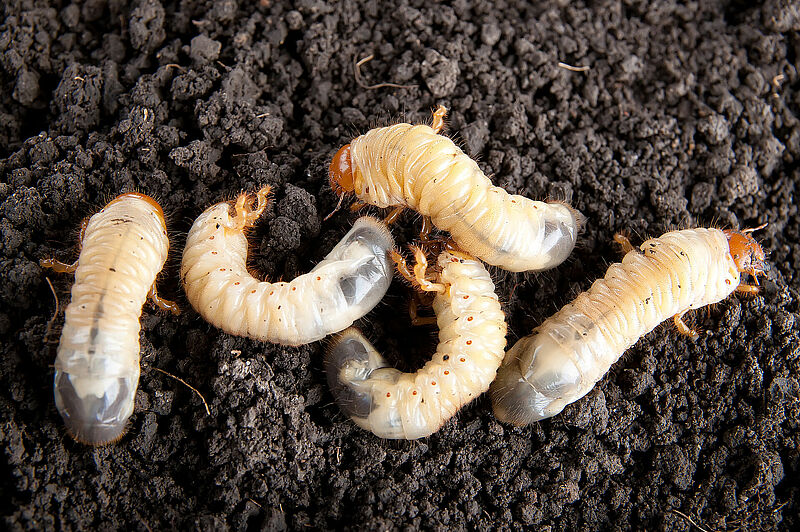White grub cockchafer Melolontha melolontha Larva