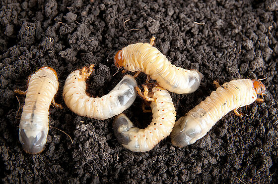 White grub cockchafer Melolontha melolontha Larva