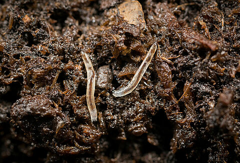 Muchówki z rodziny Sciaridae