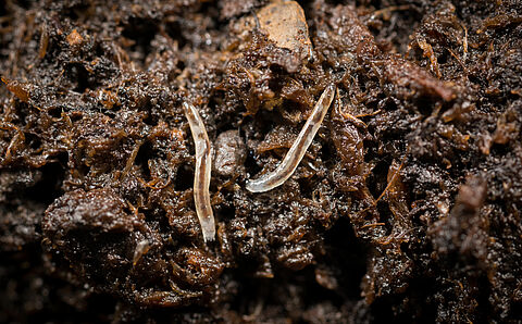 Muchówki z rodziny Sciaridae