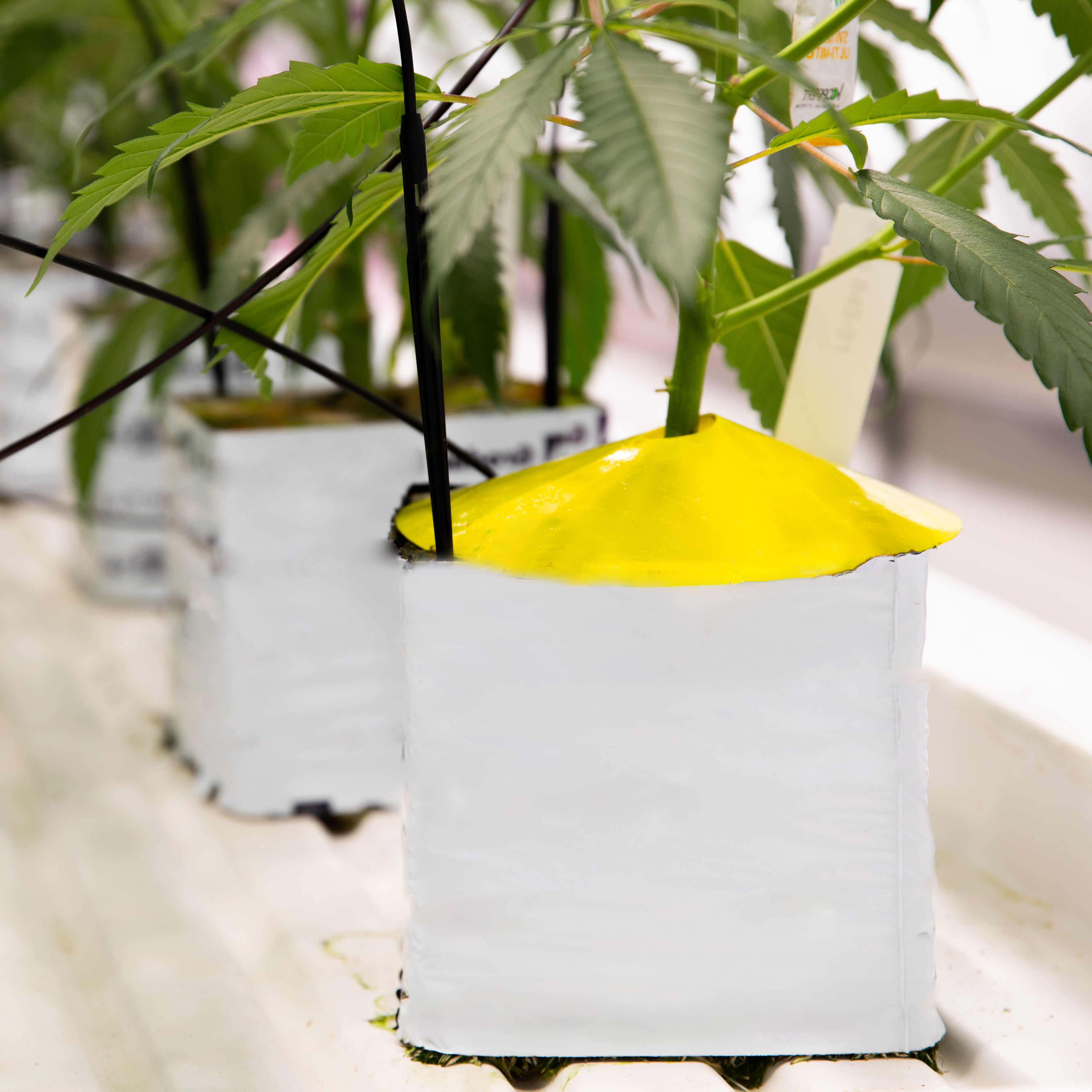 Horiver_Disc_1_gespiegeld.jpg Horiver_Disc_1_gespiegeld.jpg