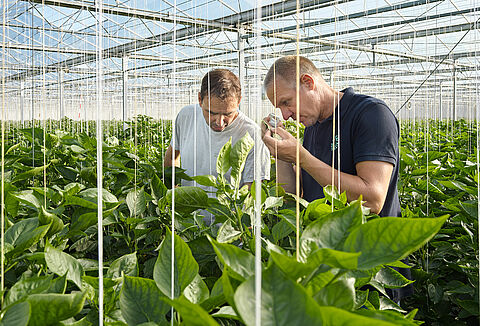 Ochrona biologiczna – fakty zamiast mitów