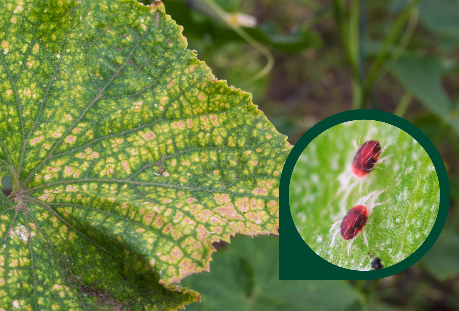 Ochrona ogórka przed przędziorkiem na początku uprawy