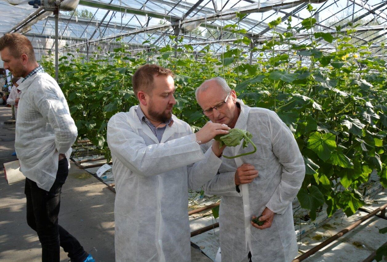 Dni otwarte w gospodarstwie ogórkowym